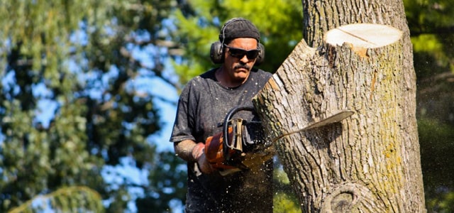 Tala y poda de árboles en Missoula Montana
